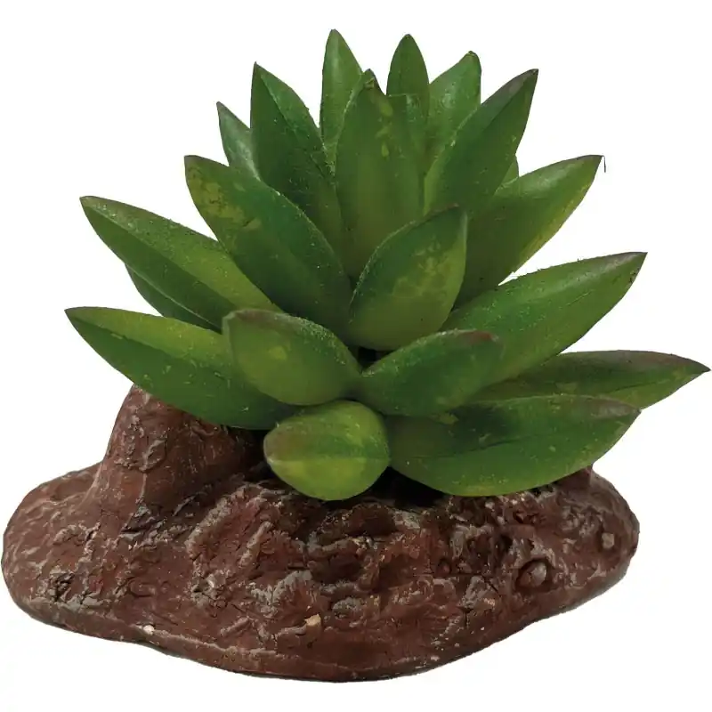 /Repto plant aloes Meilleur Choix