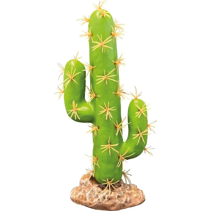 /Repto plant cactus san pedro Pas Cher