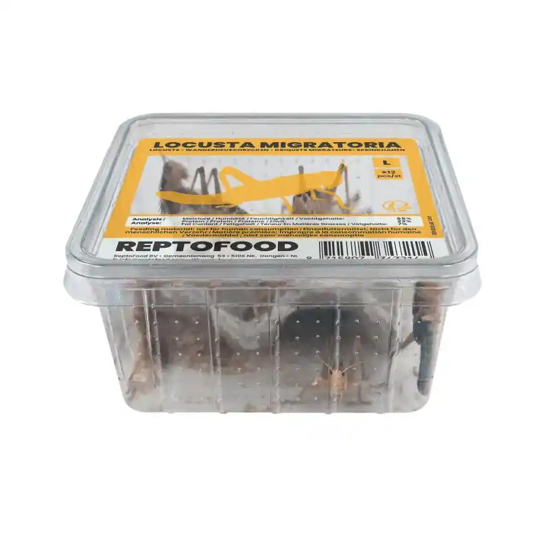 Acheter Direct Repto criquets migrateurs l box (semi-adultes)